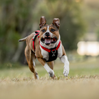 Dog Harness product image 45
