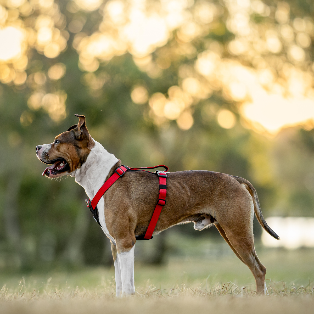 Dog Harness product image 46