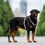 Dog Harness product image 47