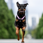 Dog Harness product image 49