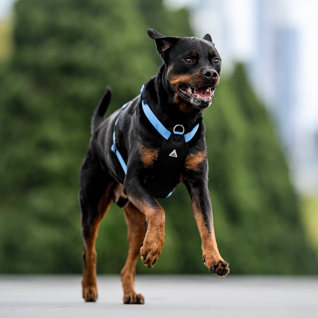 Dog Harness product image 50