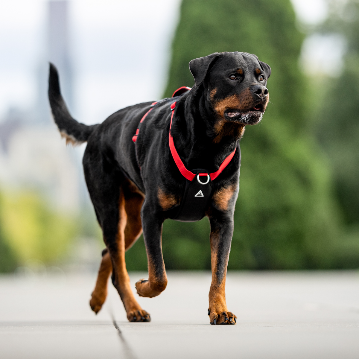 Dog Harness product image 52
