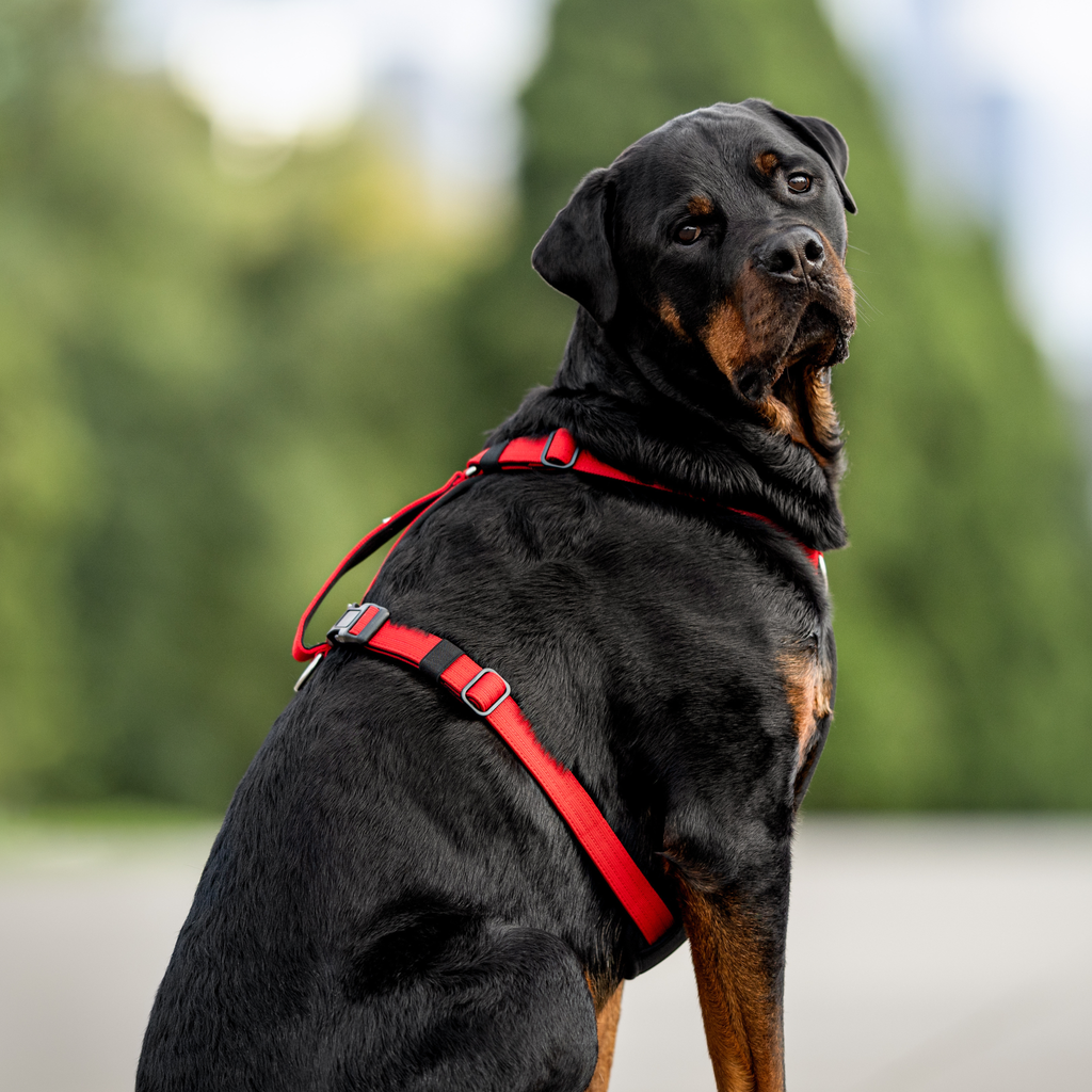 Dog Harness product image 53