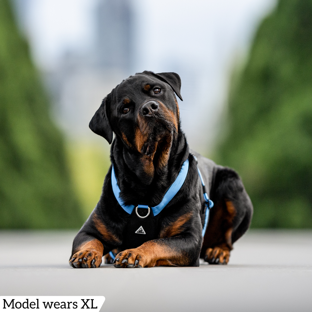 Dog Harness product image 58