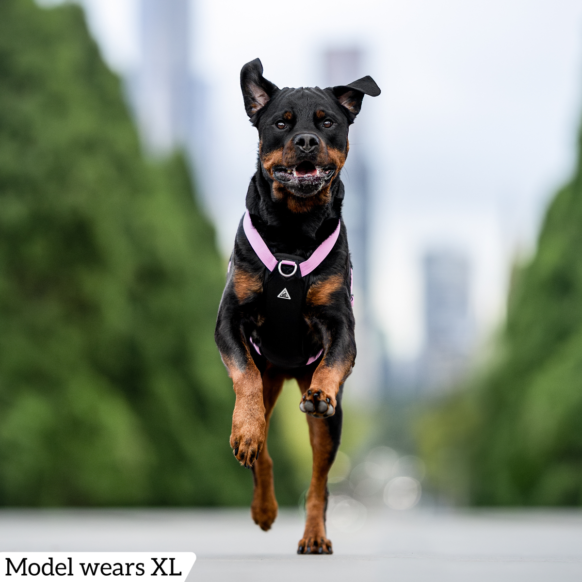 Dog Harness product image 65