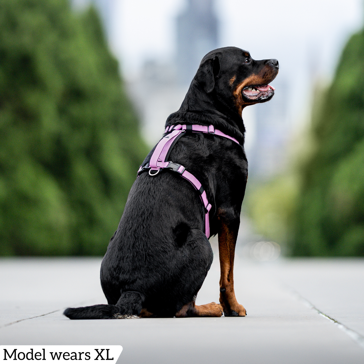 Dog Harness product image 66
