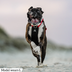 Dog Harness product image 67