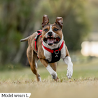 Dog Harness product image 70