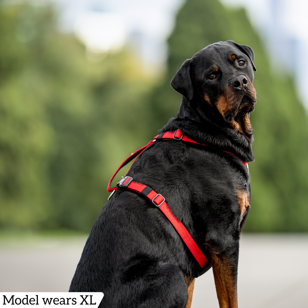 Dog Harness product image 72
