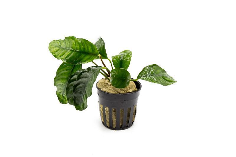 Live Aquarium Plant product image 1