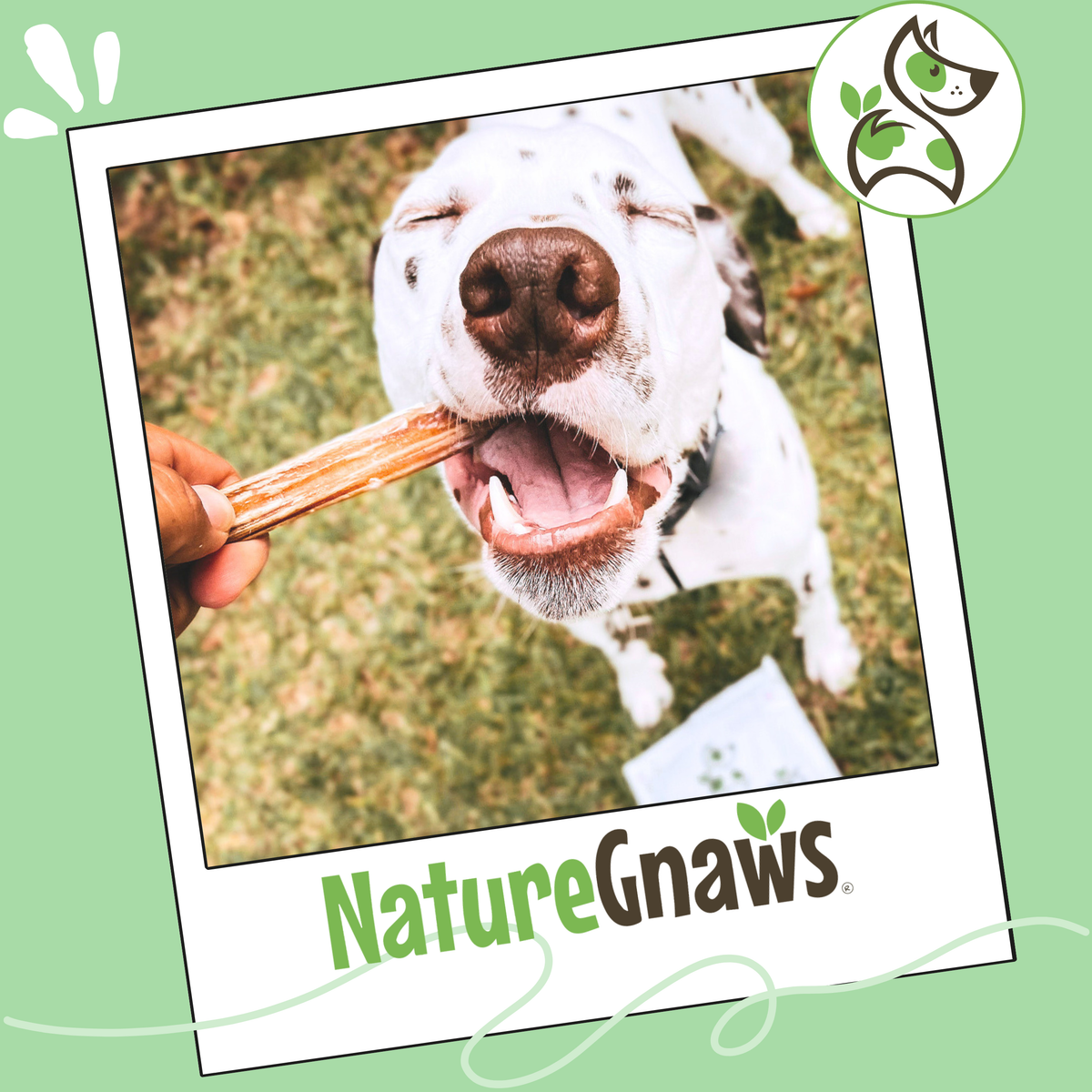 Large 5–6 Inch Beef Bully Sticks product image 7