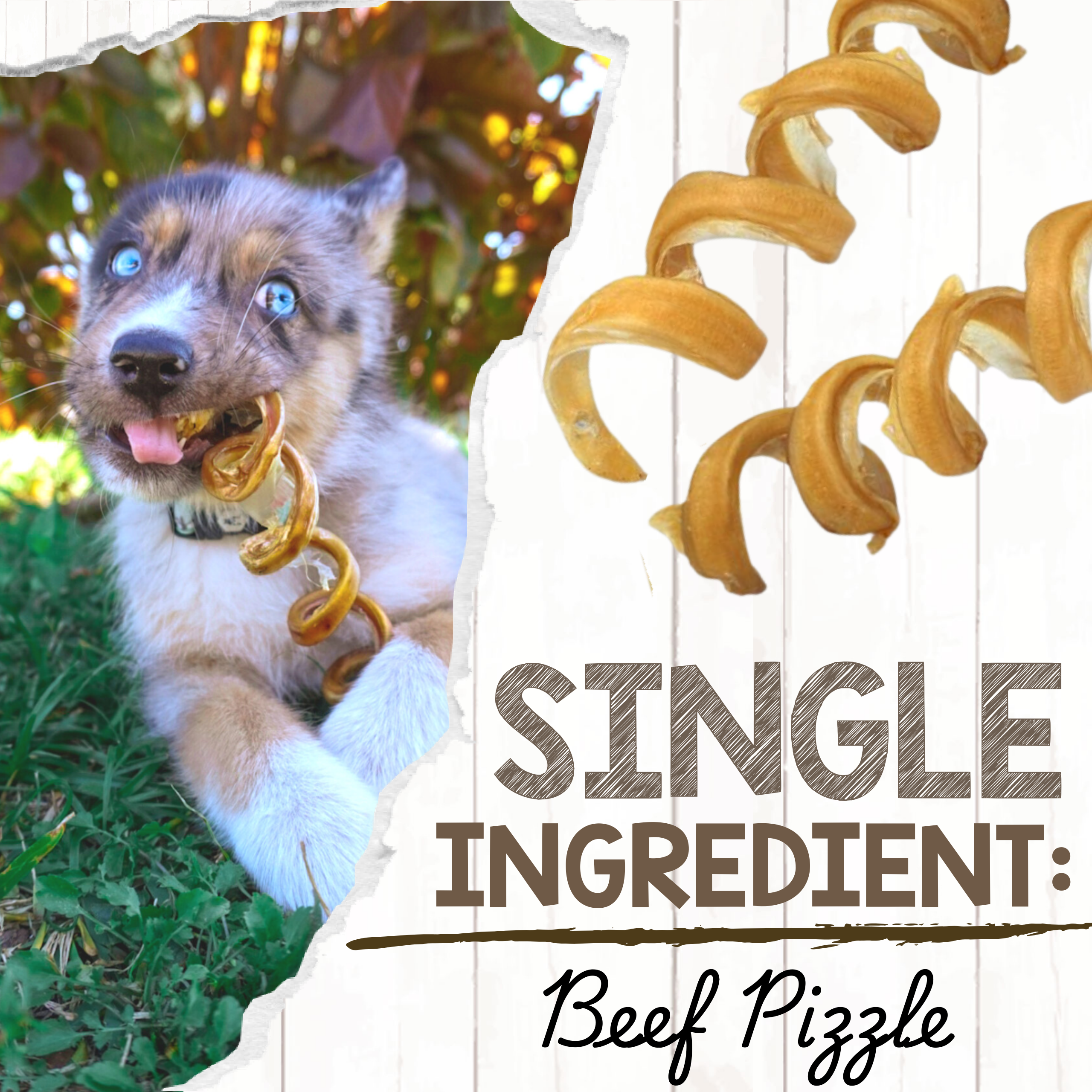 7–8 Inch Beef Bully Stick Spring Dog Chews product image 3