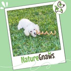 7–8 Inch Beef Bully Stick Spring Dog Chews product image 7