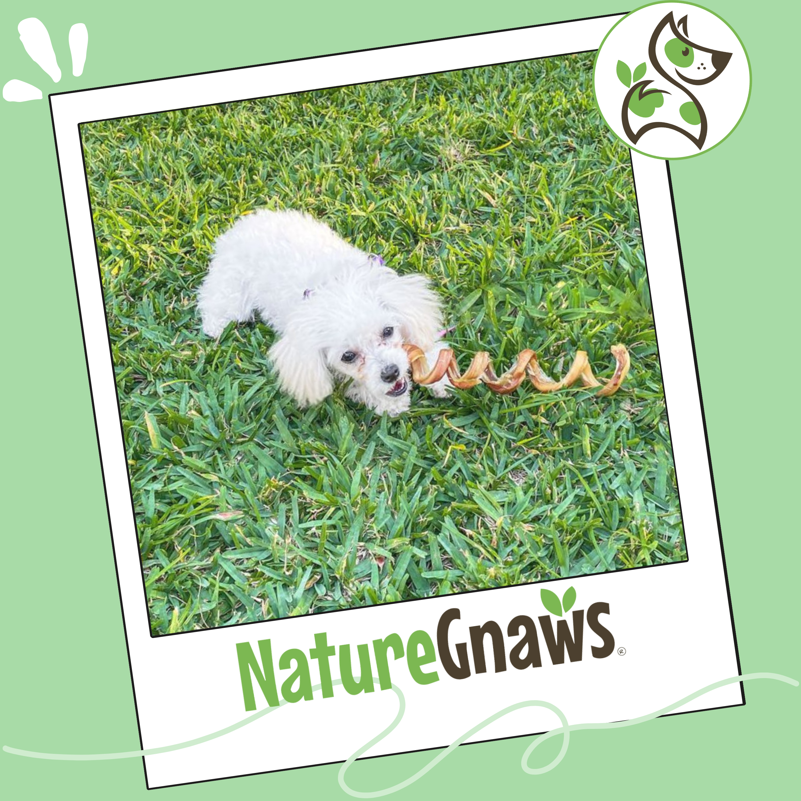 7–8 Inch Beef Bully Stick Spring Dog Chews product image 7