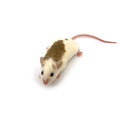 Frozen Feeder Rats product image 1