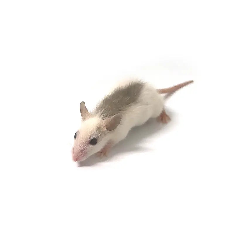 Frozen Feeder Rats product image 1