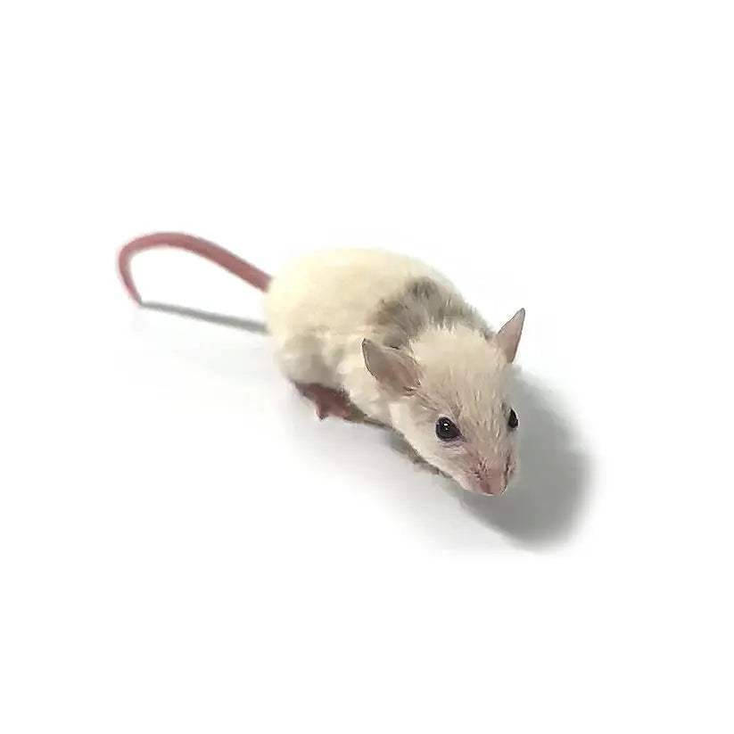 Frozen Feeder Rats product image 1