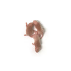 Frozen Feeder Rats product image 1