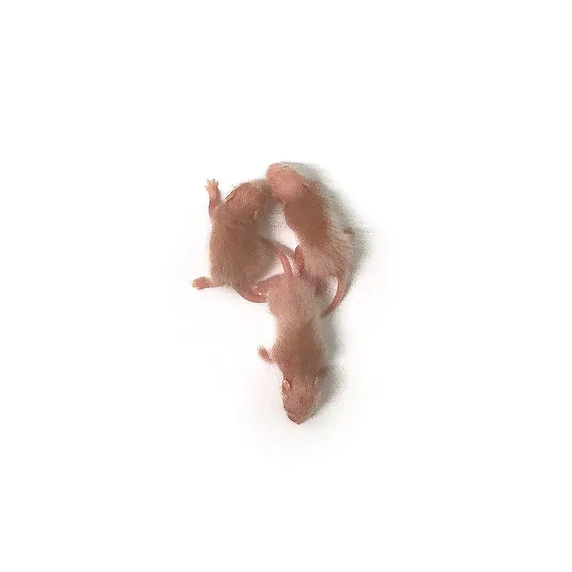 Frozen Feeder Rats product image 1