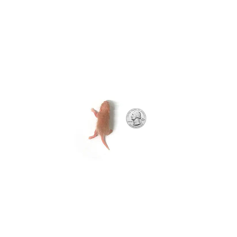 Frozen Feeder Rats product image 2