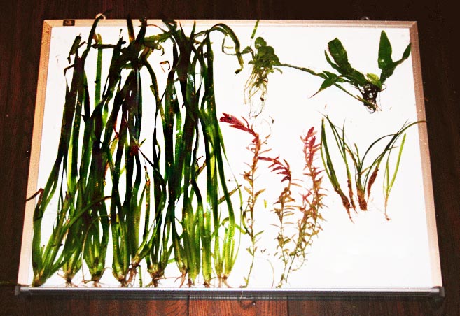 Beginner Live Aquarium Plant Combo product image 1