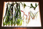 Beginner Live Aquarium Plant Combo product image 1