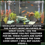 GREATSTARTforaplantedtank_TheBeginner_sPlantedAquariumCombo_SteveL