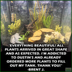 GREATSTARTforaplantedtank_TheBeginner_sPlantedAquariumCombo_BrentJ.