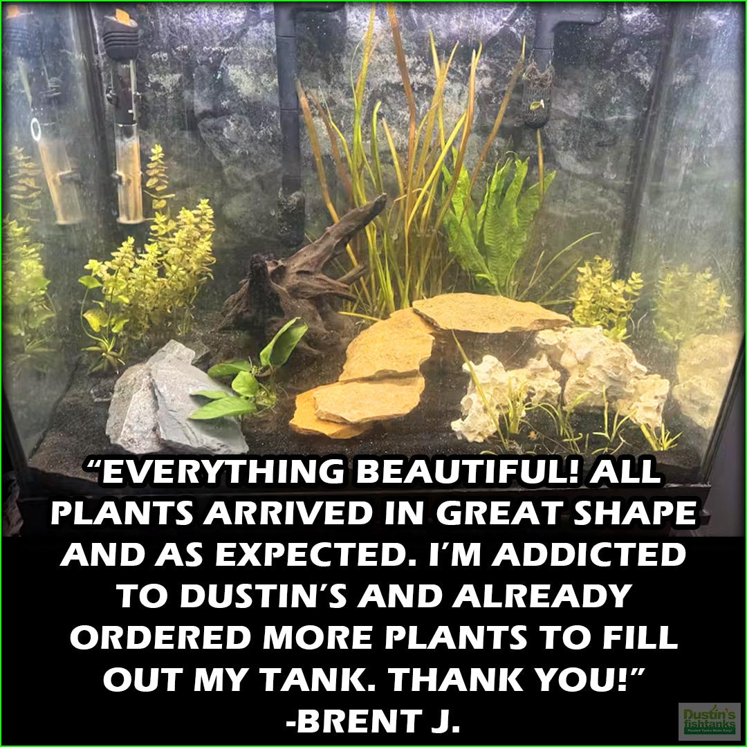 GREATSTARTforaplantedtank_TheBeginner_sPlantedAquariumCombo_BrentJ.