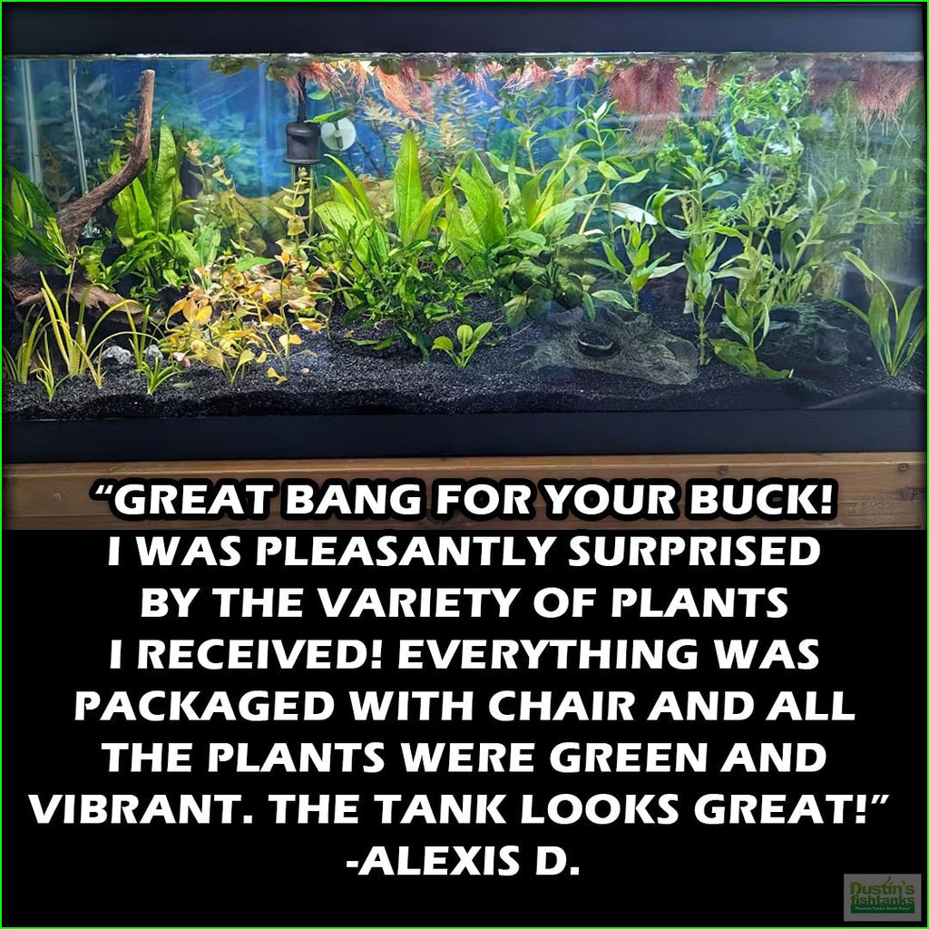 GREATSTARTforaplantedtank_TheBeginner_sPlantedAquariumCombo_AlexisD.