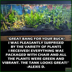 GREATSTARTforaplantedtank_TheBeginner_sPlantedAquariumCombo_AlexisD.