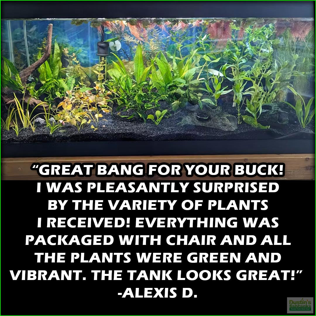 GREATSTARTforaplantedtank_TheBeginner_sPlantedAquariumCombo_AlexisD.