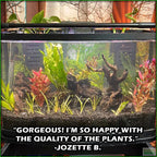 GREATSTARTforaplantedtank_TheBeginner_sPlantedAquariumCombo_JozetteB