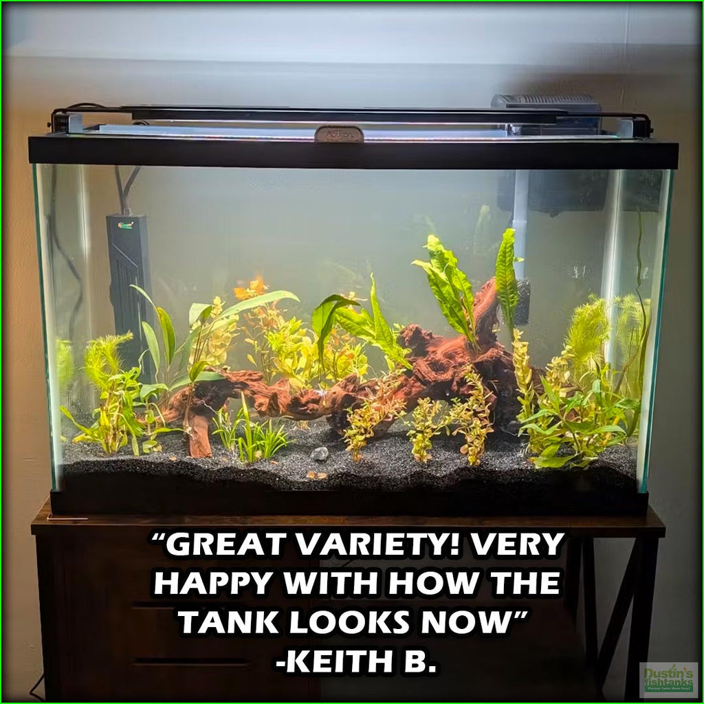 GREATSTARTforaplantedtank_TheBeginner_sPlantedAquariumCombo_Keith B.