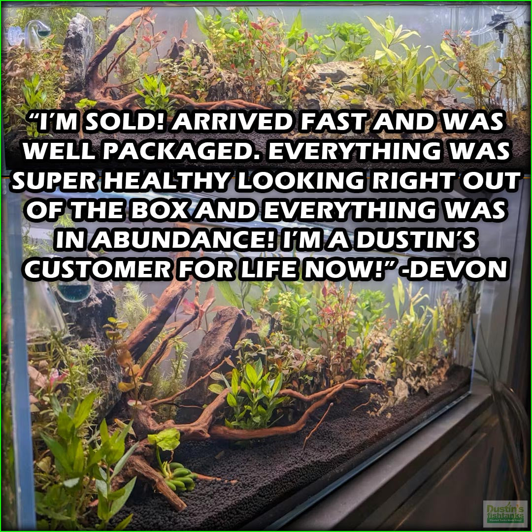 GREATSTARTforaplantedtank_TheBeginner_sPlantedAquariumCombo_Devon