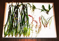 Beginner Live Aquarium Plant Combo, Default Title