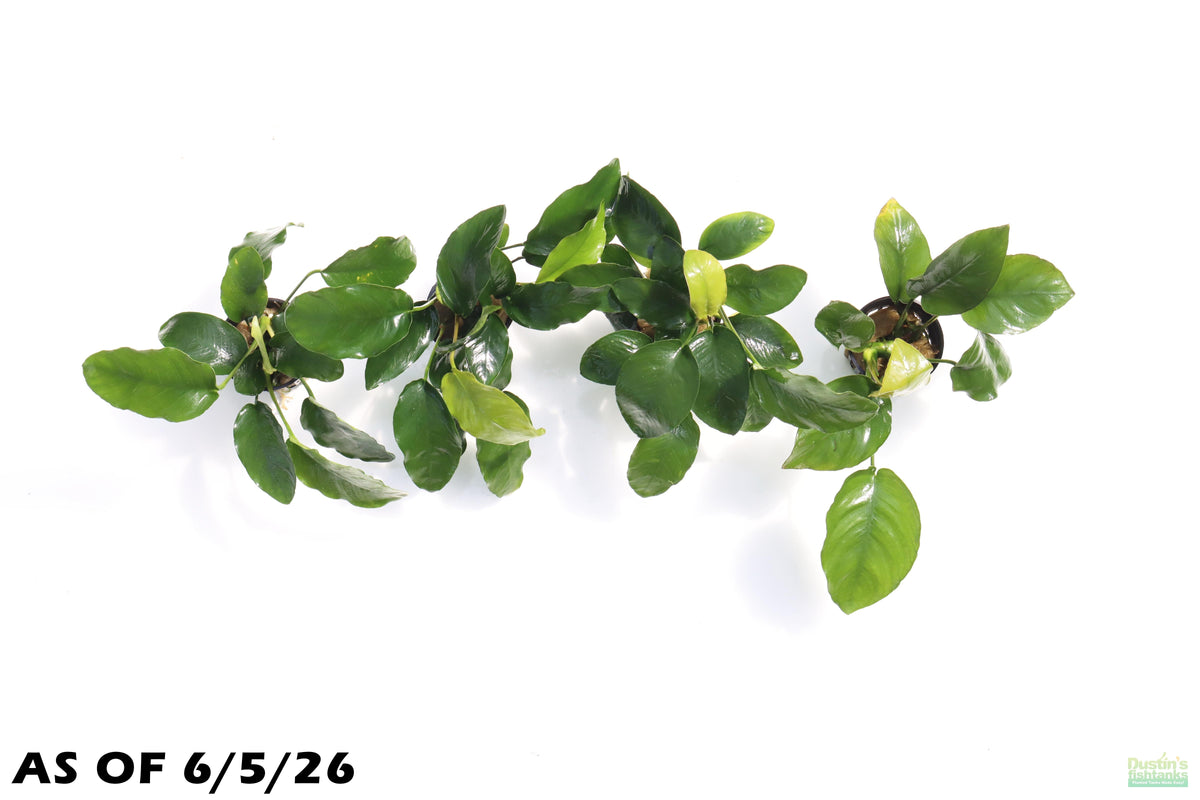 Anubias Barteri Broadleaf_Aquarium Plant For Sale