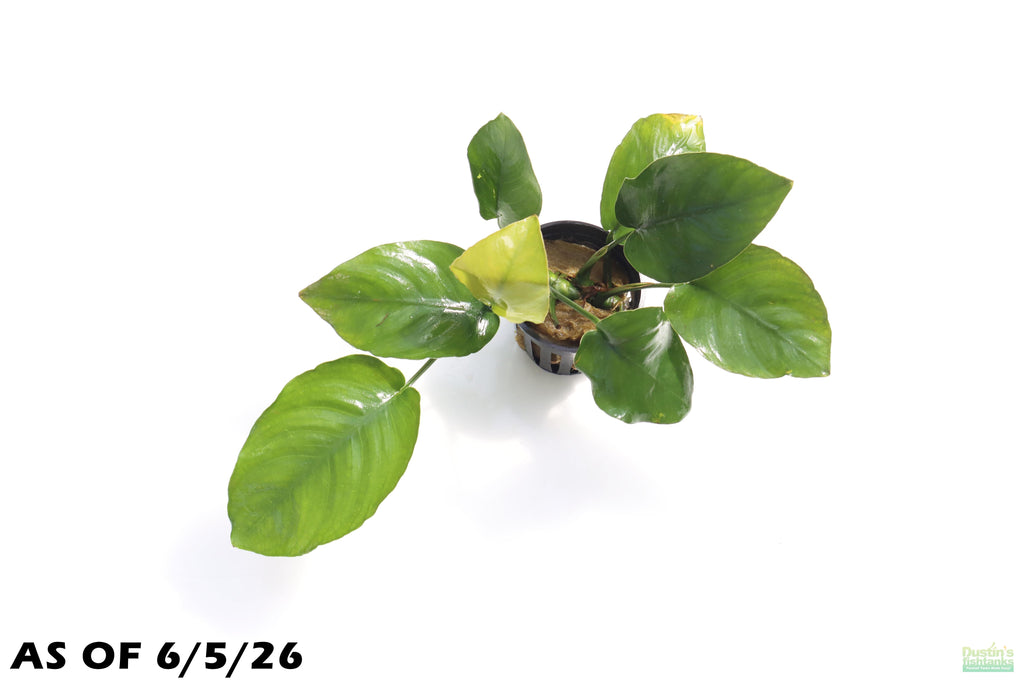 Anubias Barteri Broadleaf_Aquarium Plant For Sale