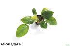Anubias Barteri Broadleaf_Aquarium Plant For Sale