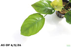 Anubias Barteri Broadleaf_Aquarium Plant For Sale