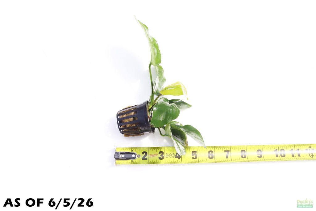 Anubias Barteri Broadleaf_Aquarium Plant For Sale