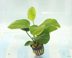 Anubias Barteri Broadleaf_Aquarium Plant For Sale
