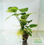 Live Anubias Barteri Broadleaf Aquarium Plant product image 8