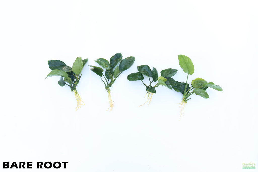 Anubias Barteri Broadleaf_BARE ROOT_Aquarium Plant For Sale