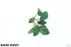 Anubias Barteri Broadleaf_BARE ROOT_Aquarium Plant For Sale