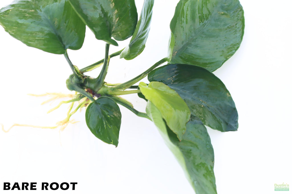 Anubias Barteri Broadleaf_BARE ROOT_Aquarium Plant For Sale
