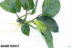 Anubias Barteri Broadleaf_BARE ROOT_Aquarium Plant For Sale