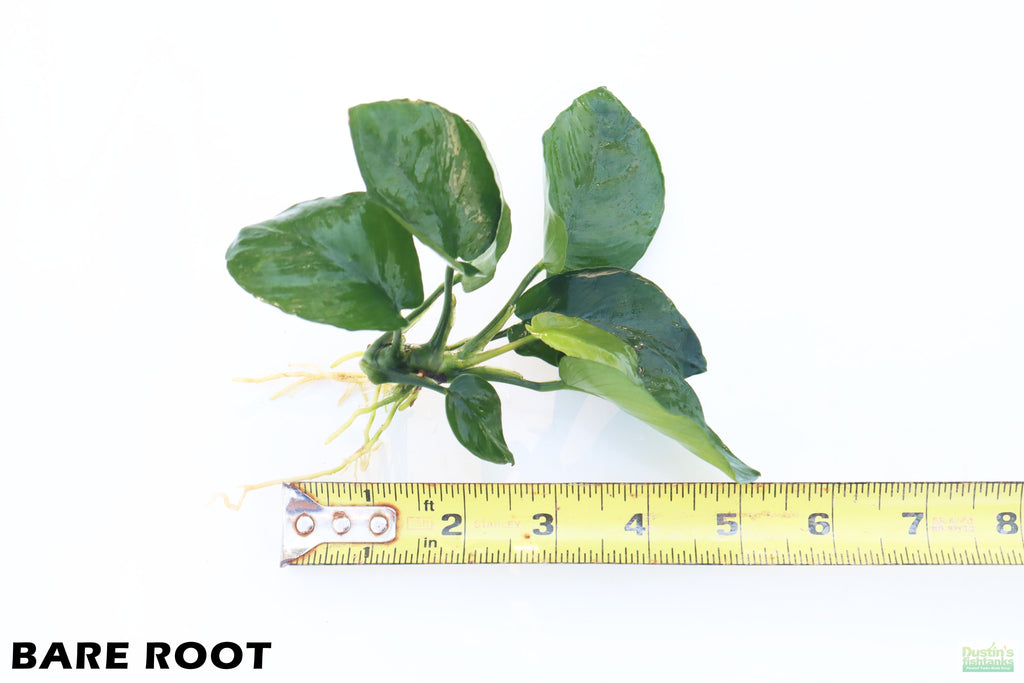 Anubias Barteri Broadleaf_BARE ROOT_Aquarium Plant For Sale