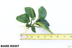 Anubias Barteri Broadleaf_BARE ROOT_Aquarium Plant For Sale