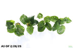 Anubias Barteri Broadleaf_Aquarium Plant for sale